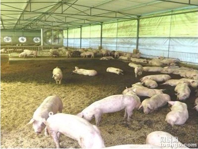 猪场降温系统方案